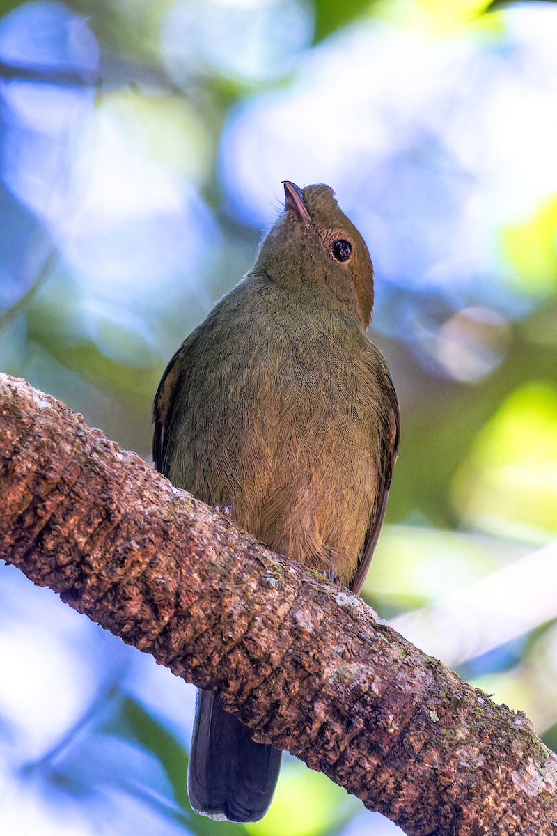 Helmeted Manakin - ML619519646