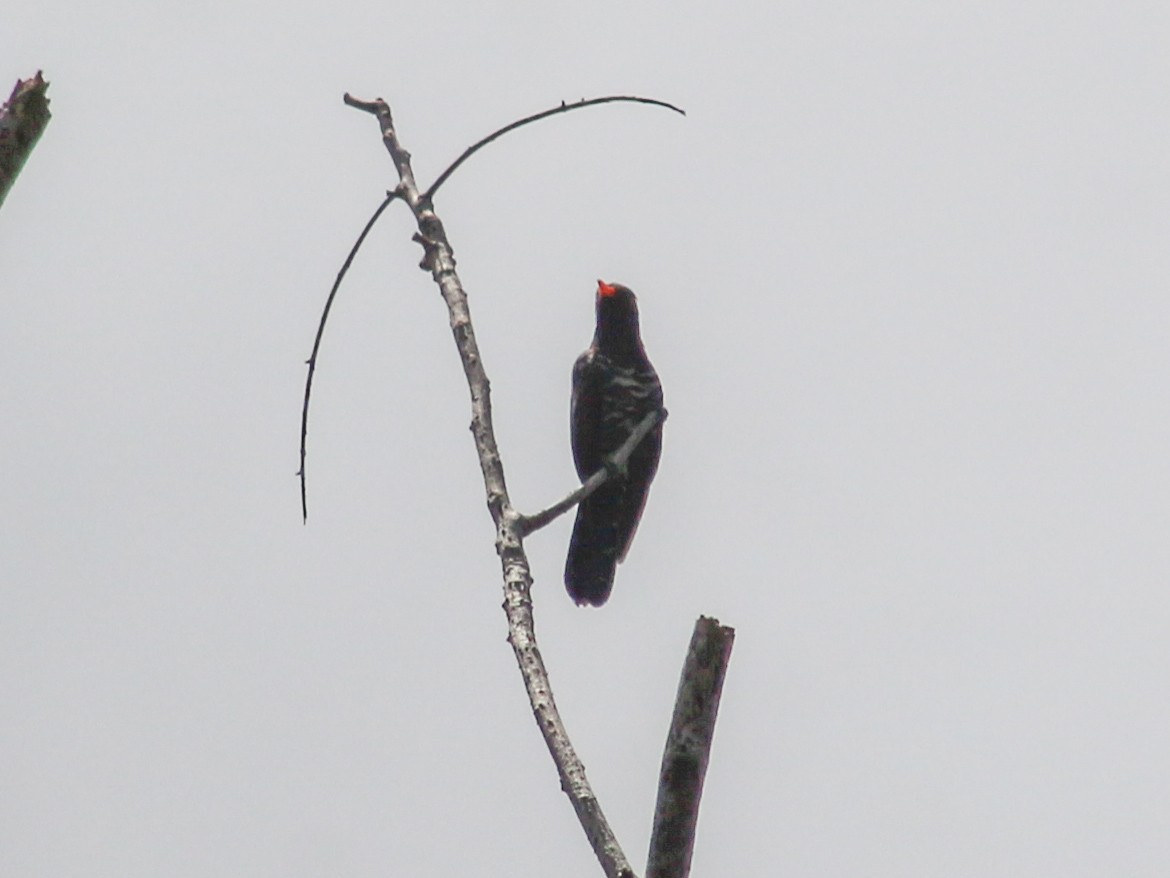 Violet Cuckoo - Gerard Chartier