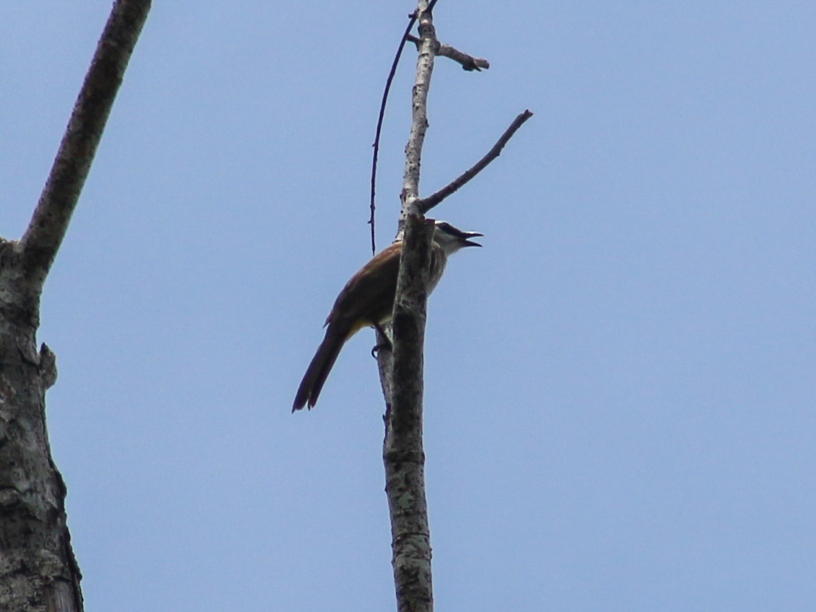 Yellow-vented Bulbul - Gerard Chartier