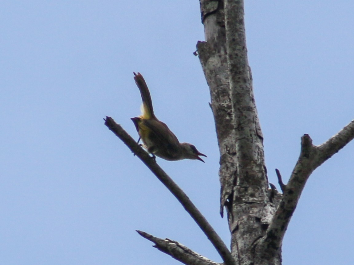 Yellow-vented Bulbul - Gerard Chartier