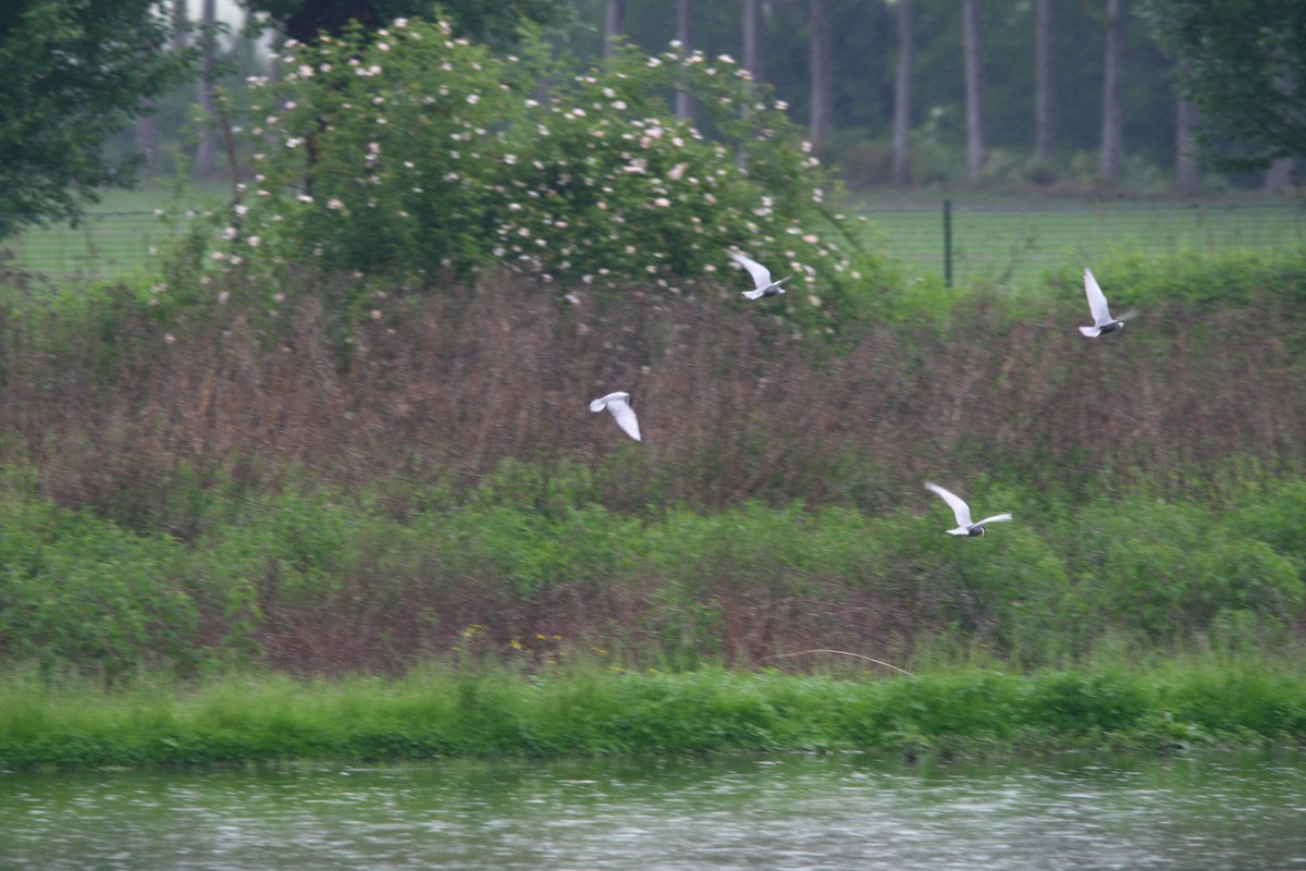 Whiskered Tern - Elan Federico Zucchetti