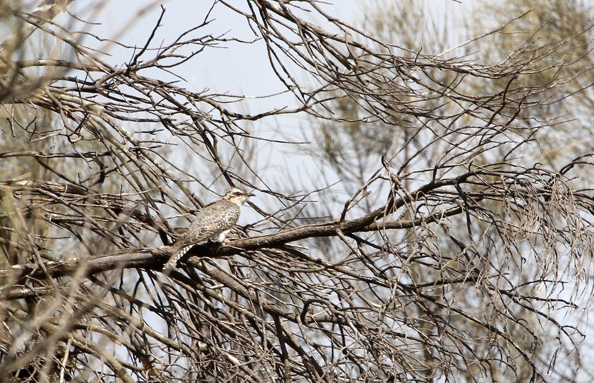 Pallid Cuckoo - ML619519657