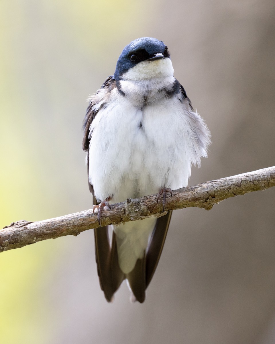 Tree Swallow - Varun Sharma