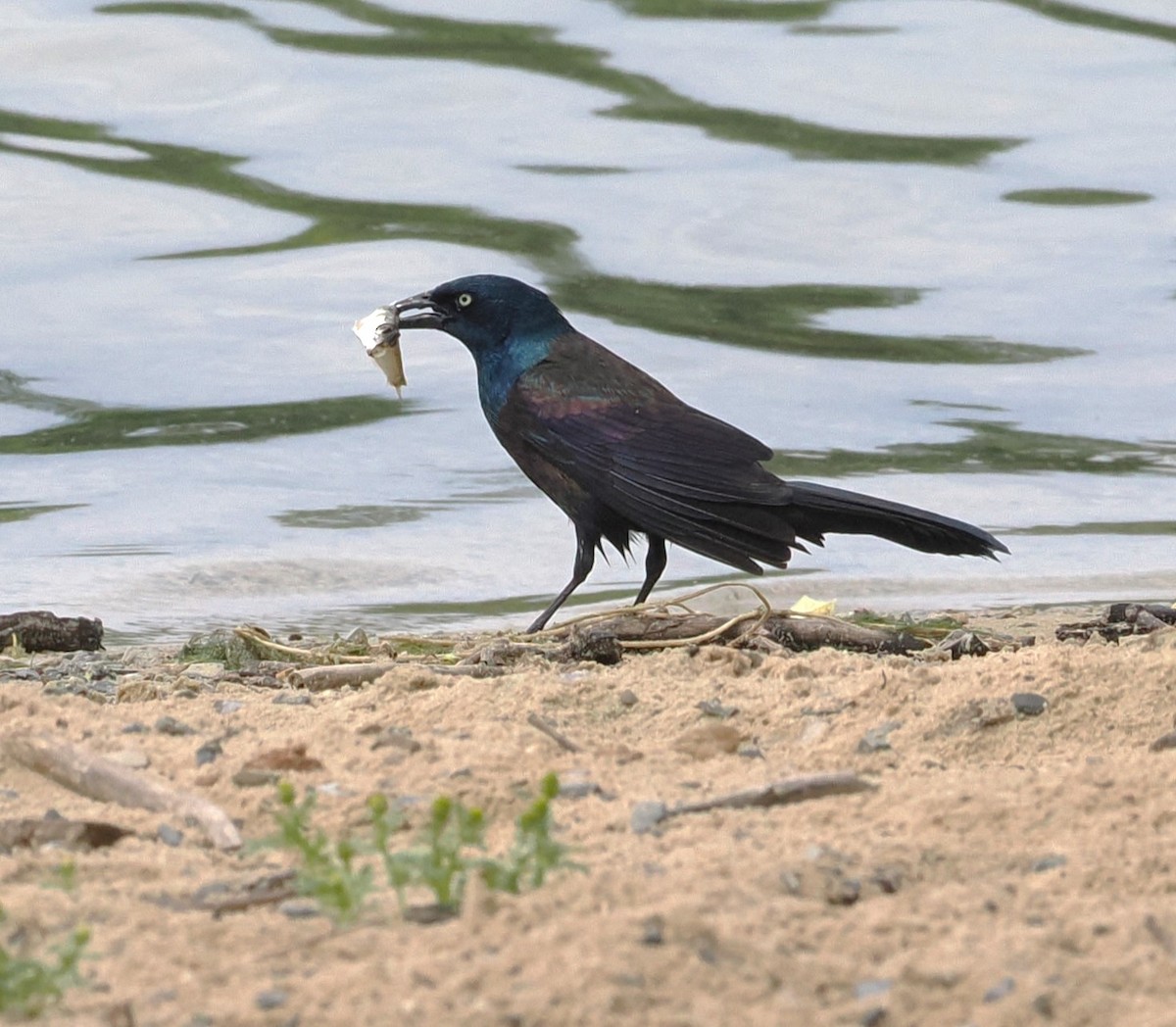 Common Grackle - Russell Hoffman