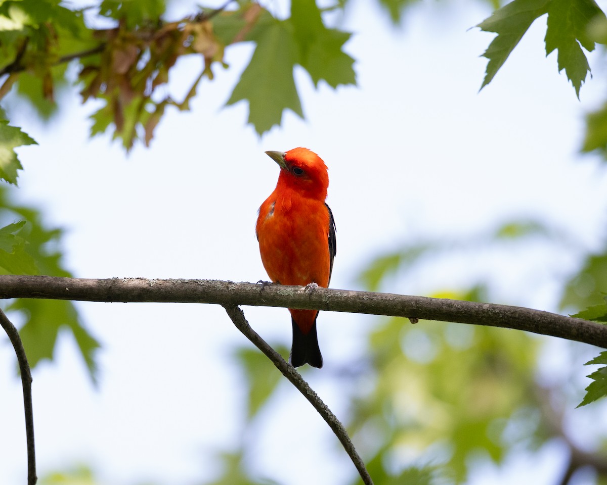 Scarlet Tanager - ML619519664