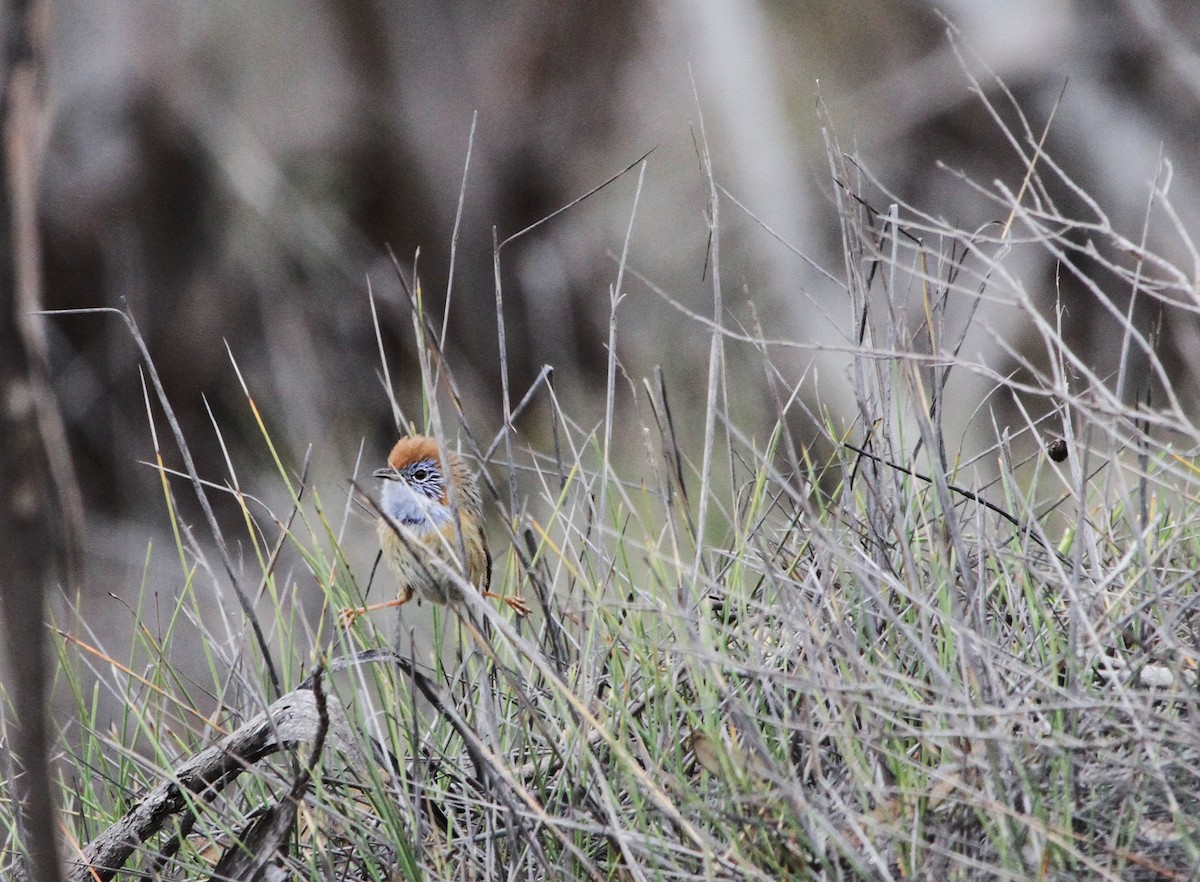 Mallee Emuwren - ML619519666