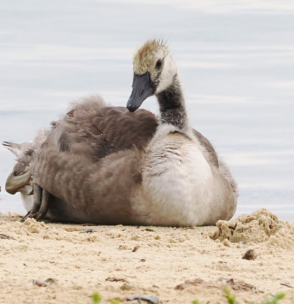 Canada Goose - Russell Hoffman