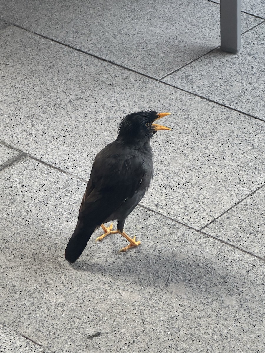 Javan Myna - Brindley de Zylva