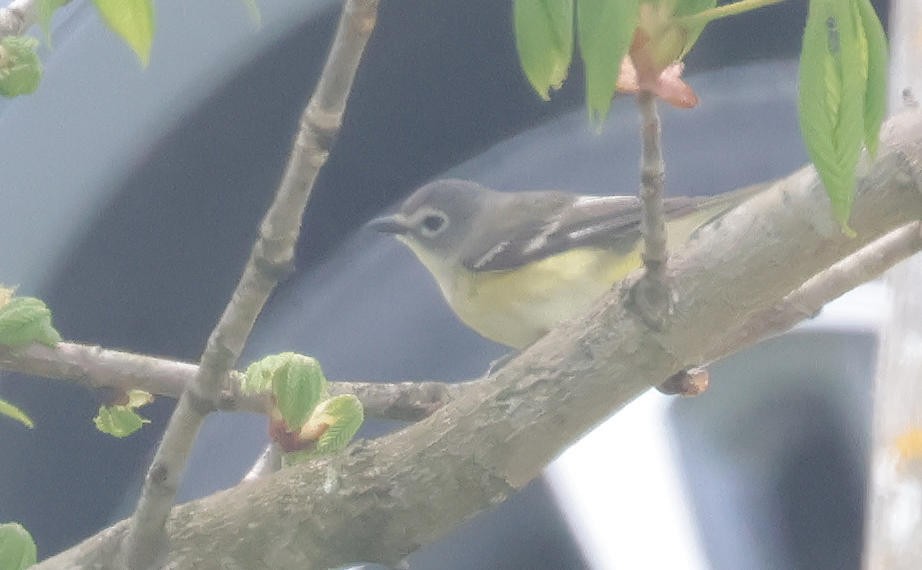 solitary vireo sp. - Mark Dennis