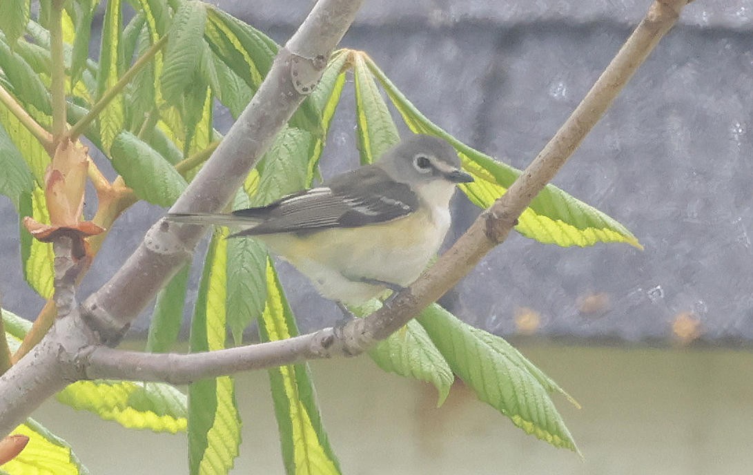 Viréo à tête bleue, V. de Cassin ou V. plombé - ML619519671