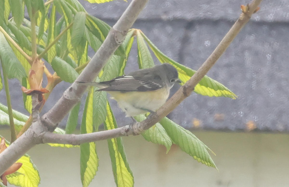 solitary vireo sp. - ML619519672