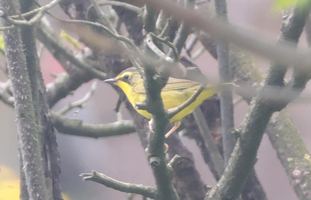 Kentucky Warbler - Mark Dennis