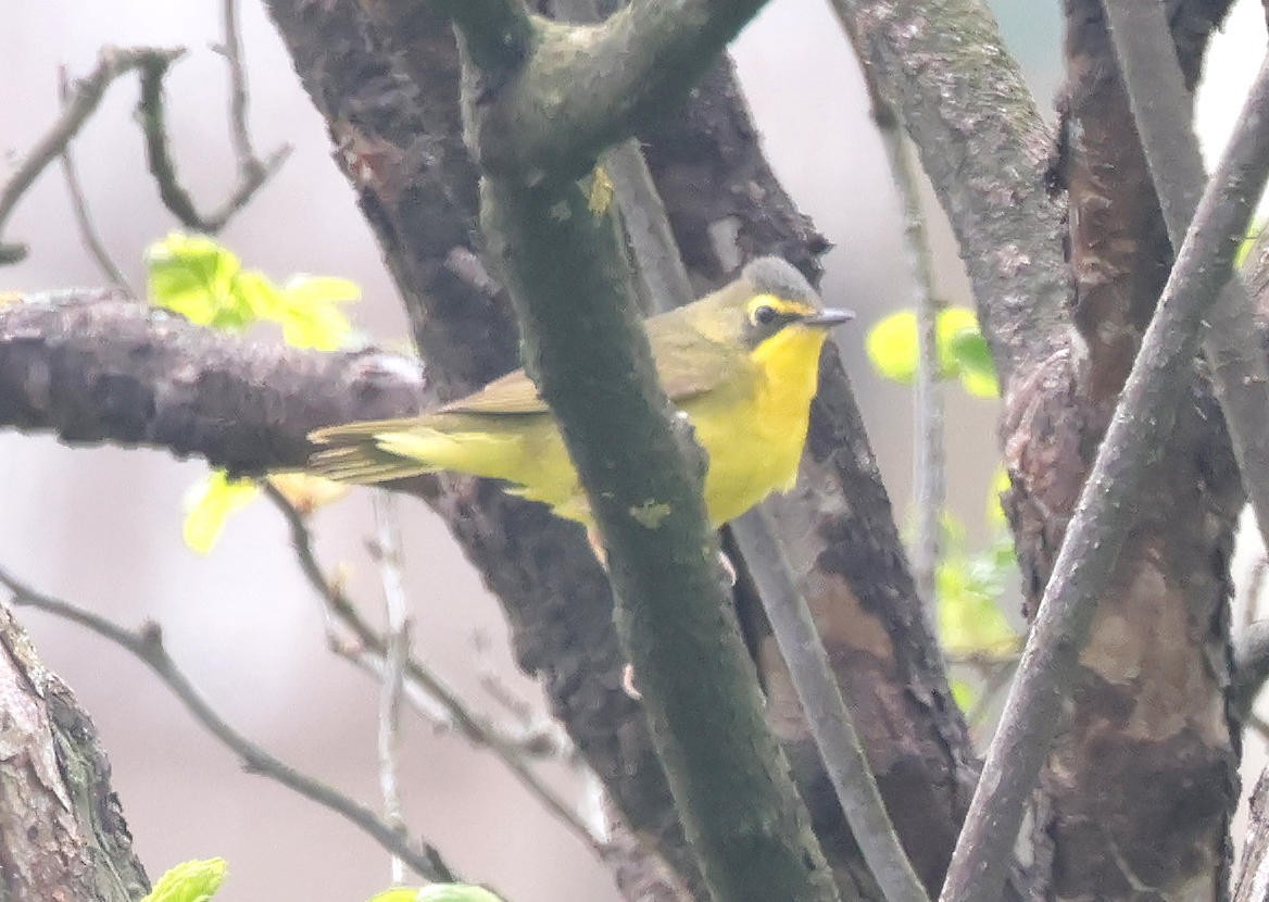 Kentucky Warbler - Mark Dennis