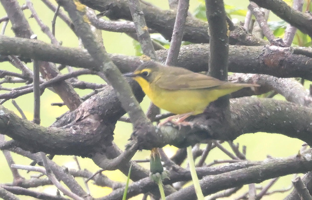 Kentucky Warbler - Mark Dennis