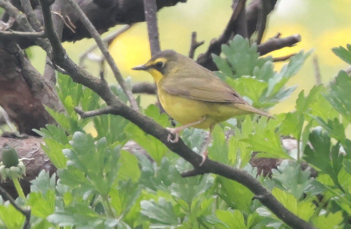 Kentucky Warbler - Mark Dennis