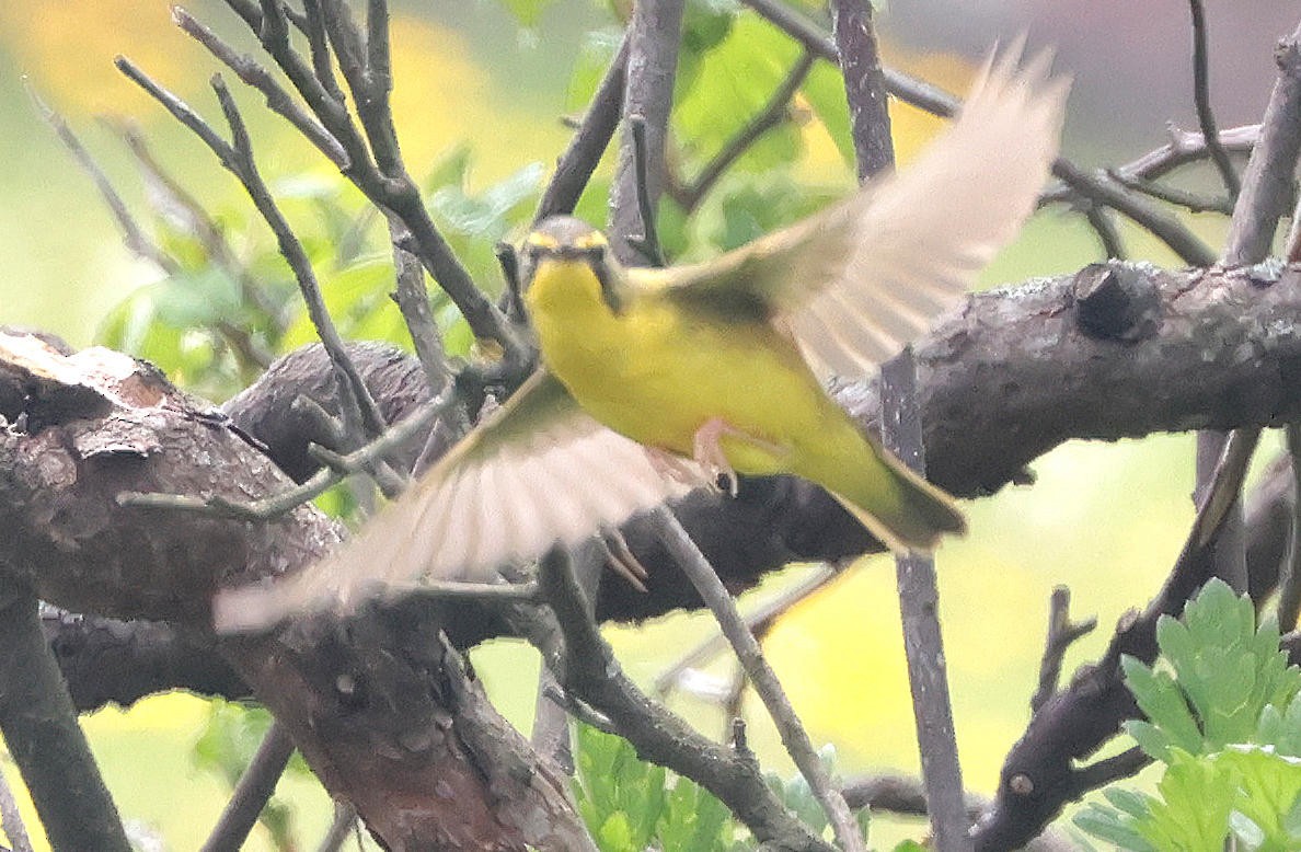 Kentucky Warbler - Mark Dennis