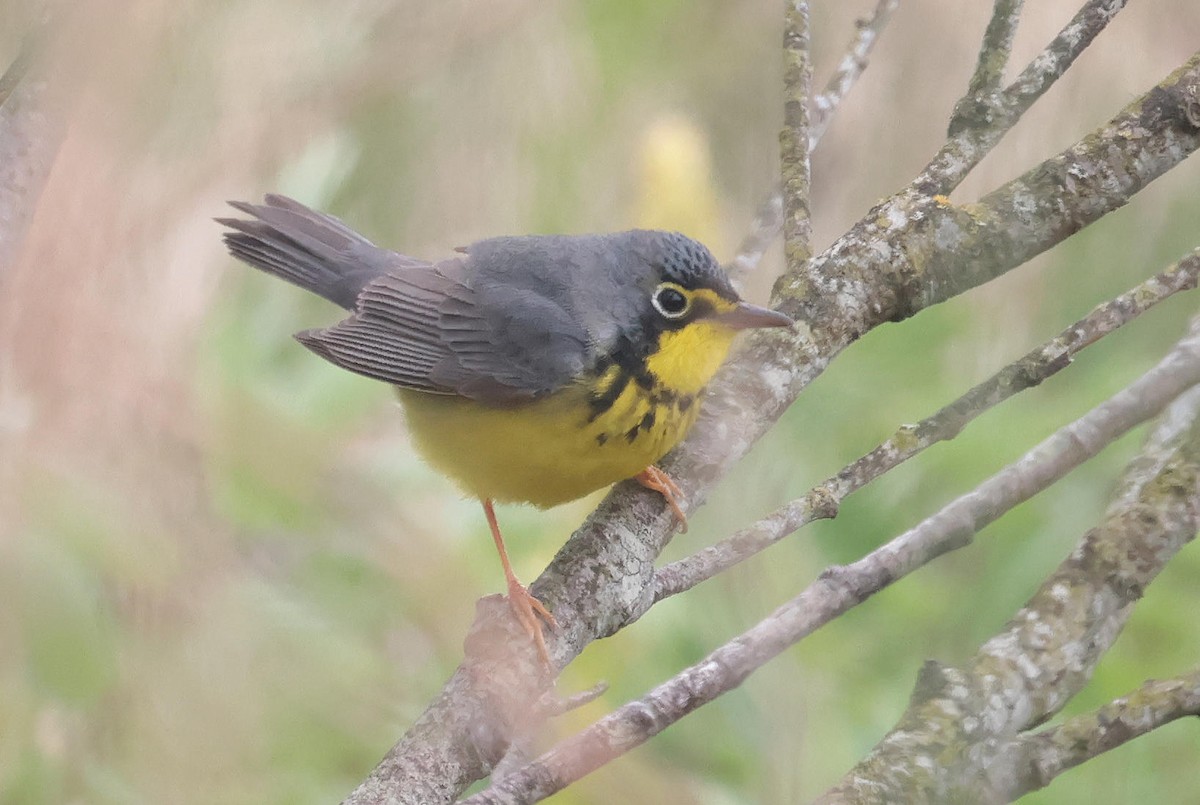 Canada Warbler - Mark Dennis