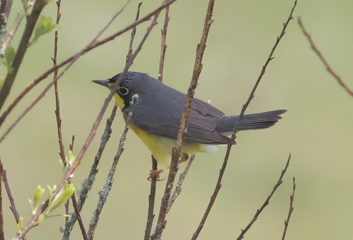 Canada Warbler - Mark Dennis