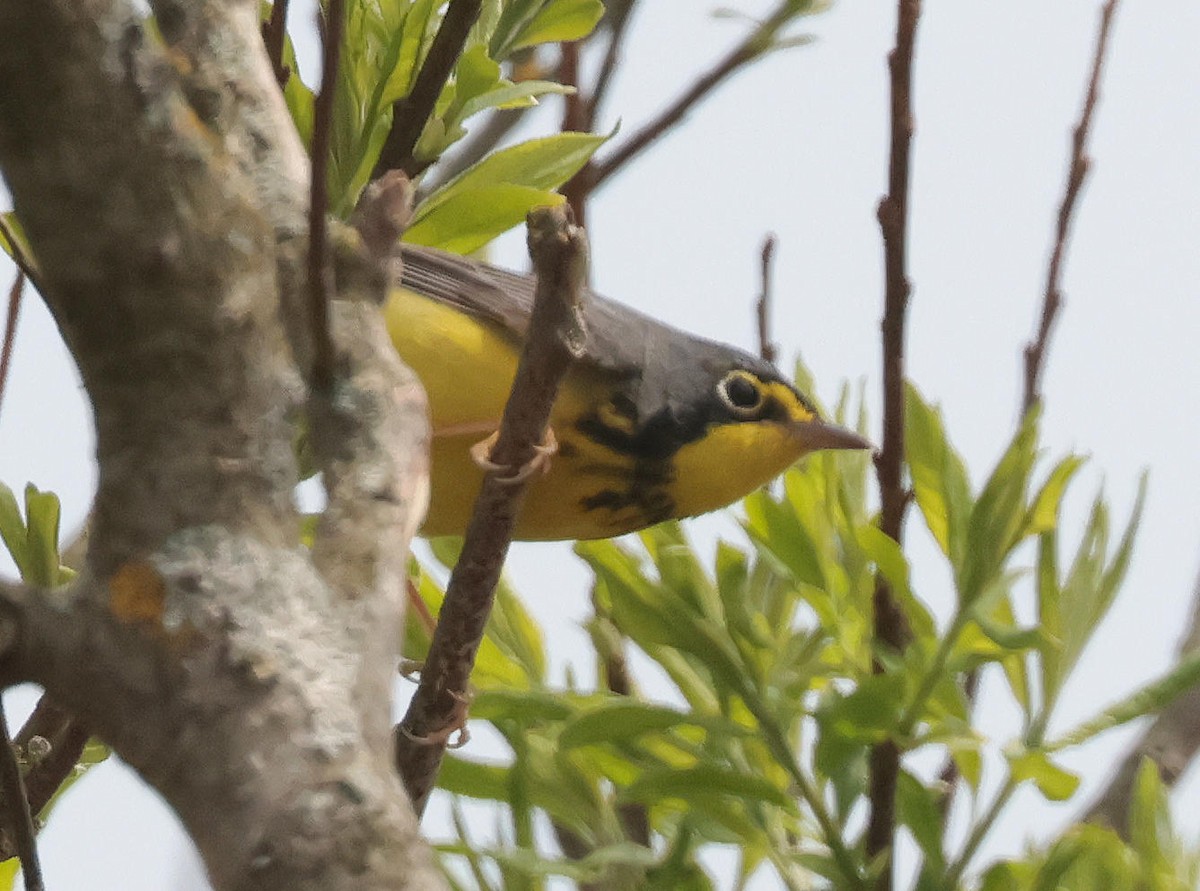 Canada Warbler - Mark Dennis