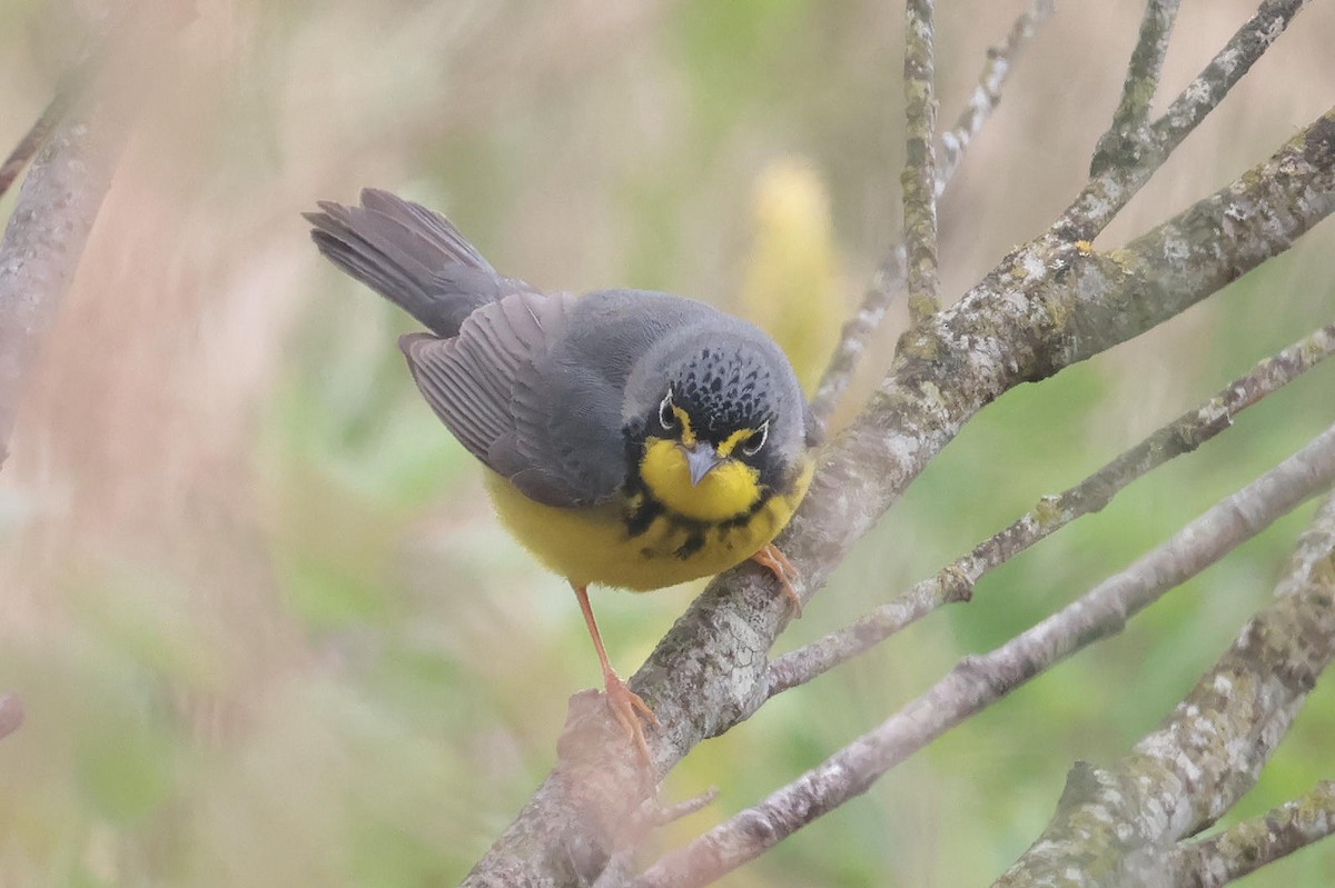 Canada Warbler - Mark Dennis