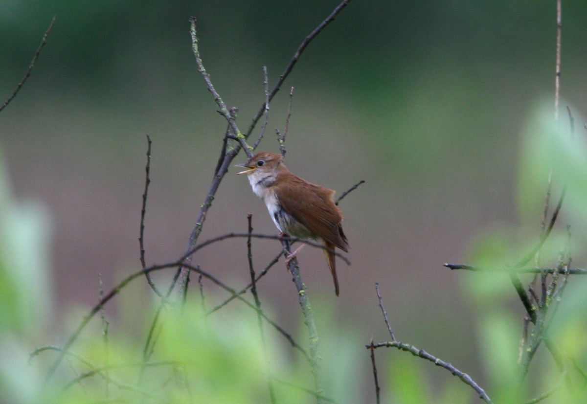 Common Nightingale - Elan Federico Zucchetti