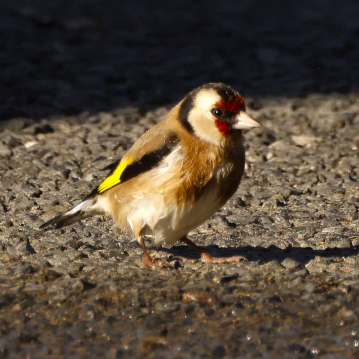 European Goldfinch - John Mills