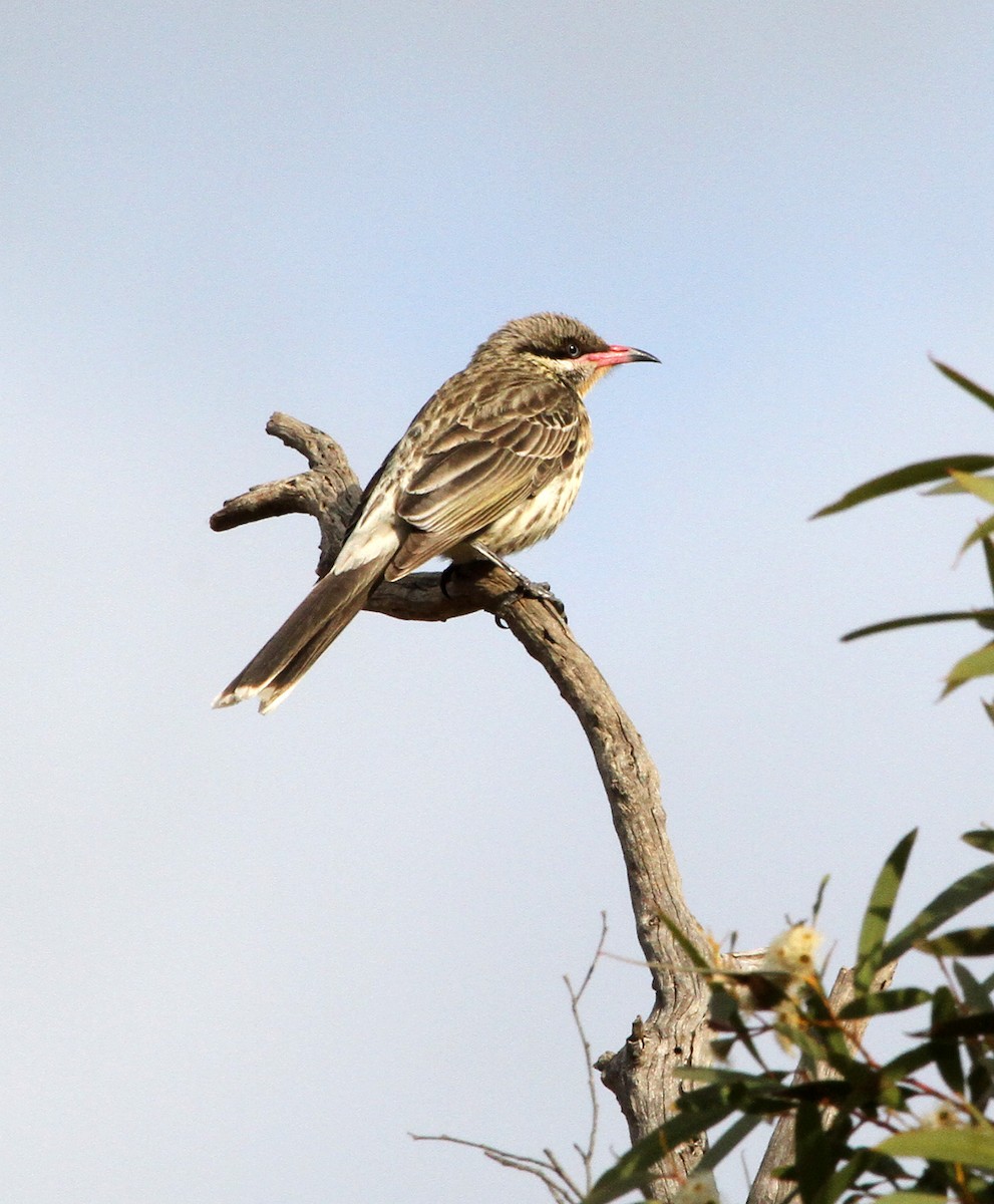 Spiny-cheeked Honeyeater - Mel Mitchell