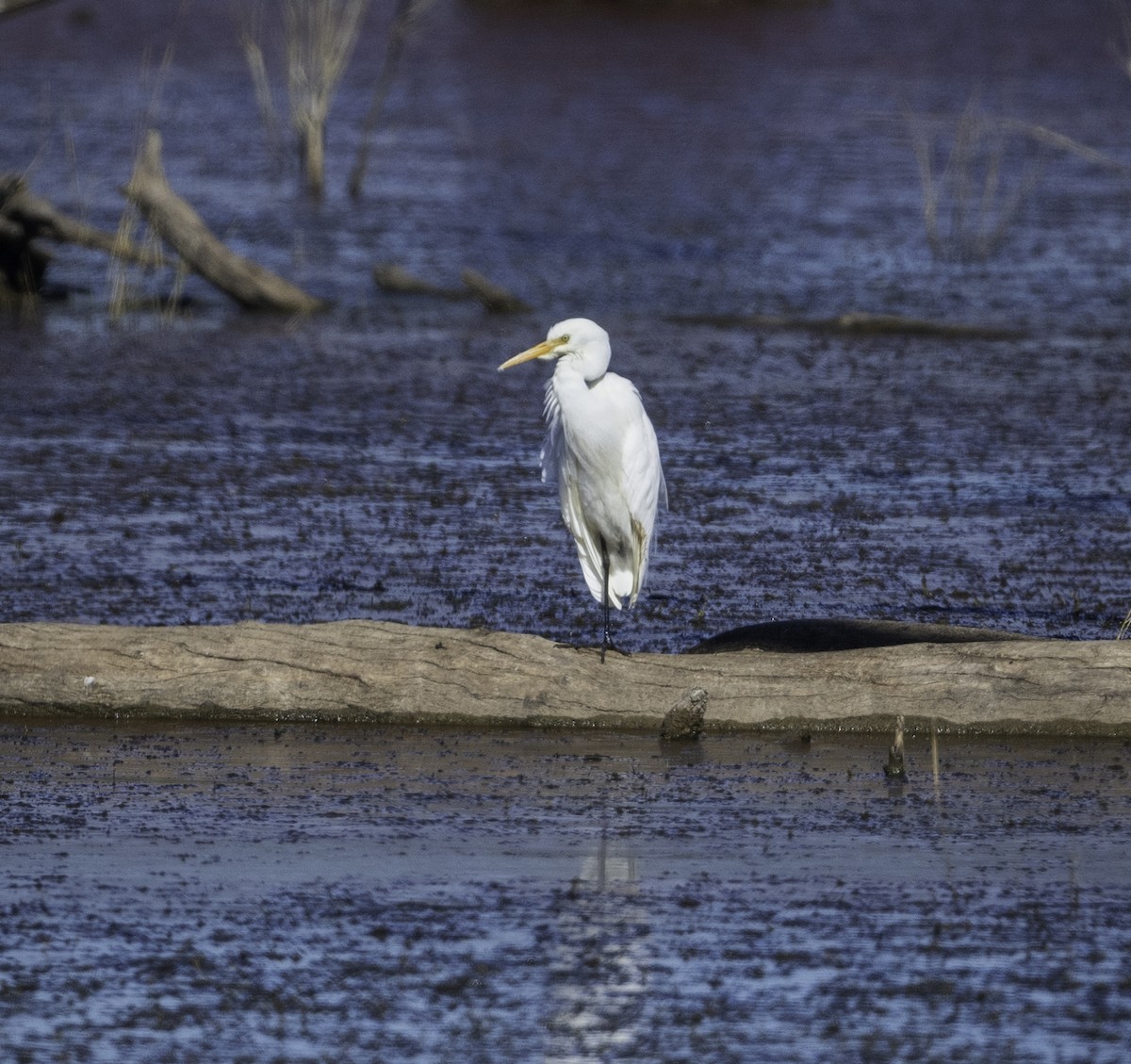 Plumed Egret - Roy Burgess