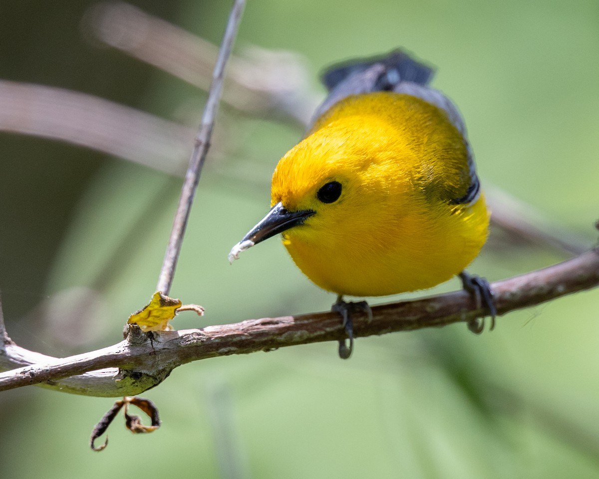 Prothonotary Warbler - Varun Sharma