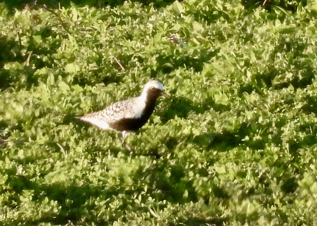 Black-bellied Plover - Tim Ward