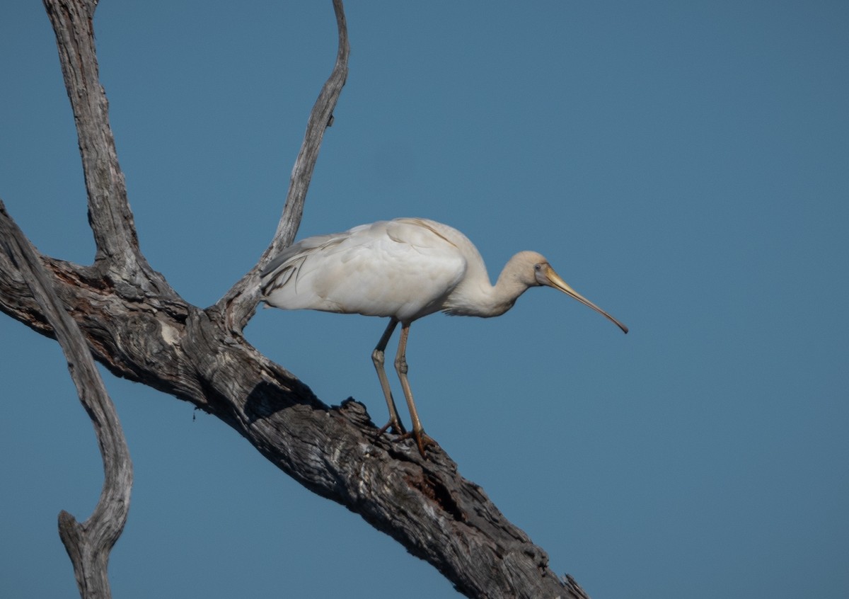 Yellow-billed Spoonbill - Roy Burgess