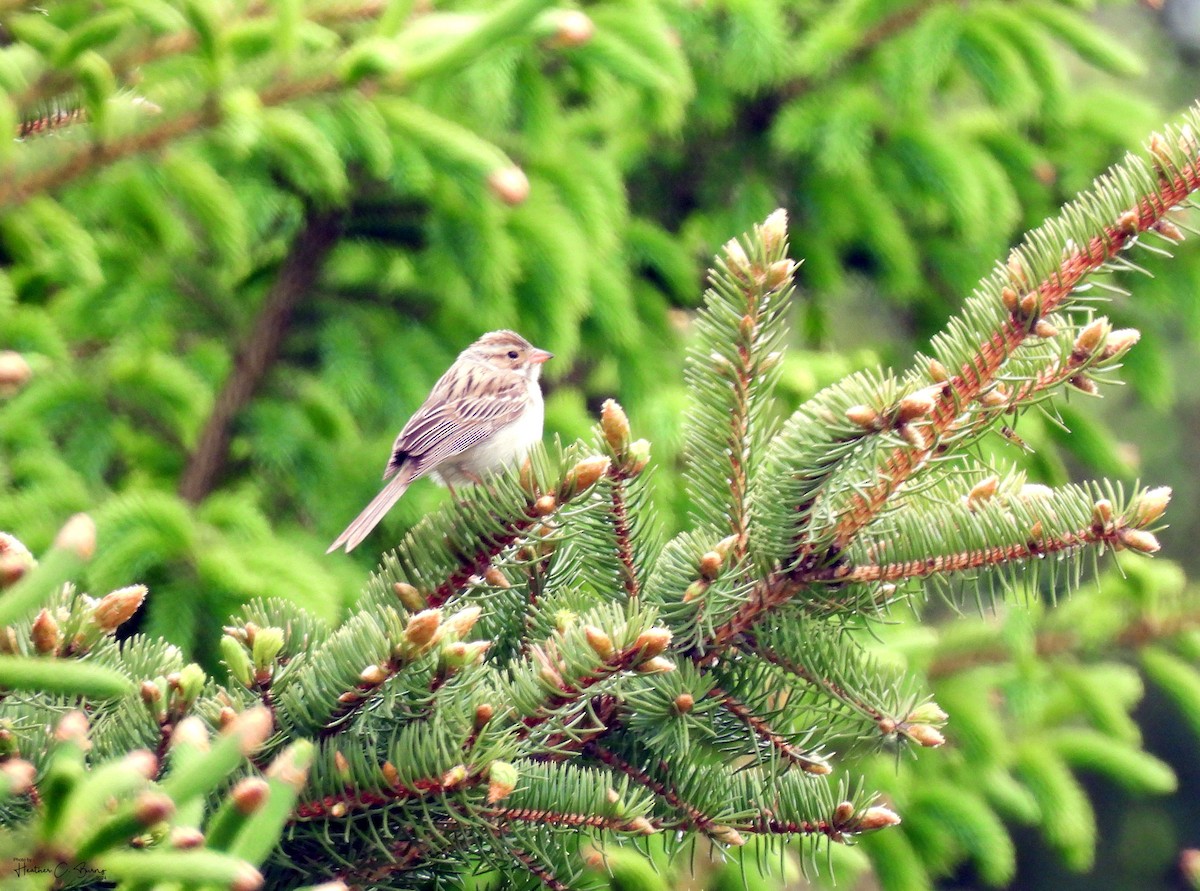 Clay-colored Sparrow - Heather Burns