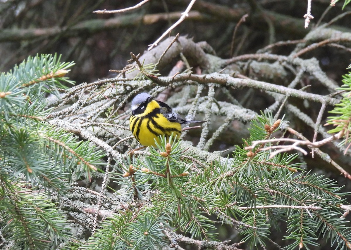 Magnolia Warbler - Heather Burns