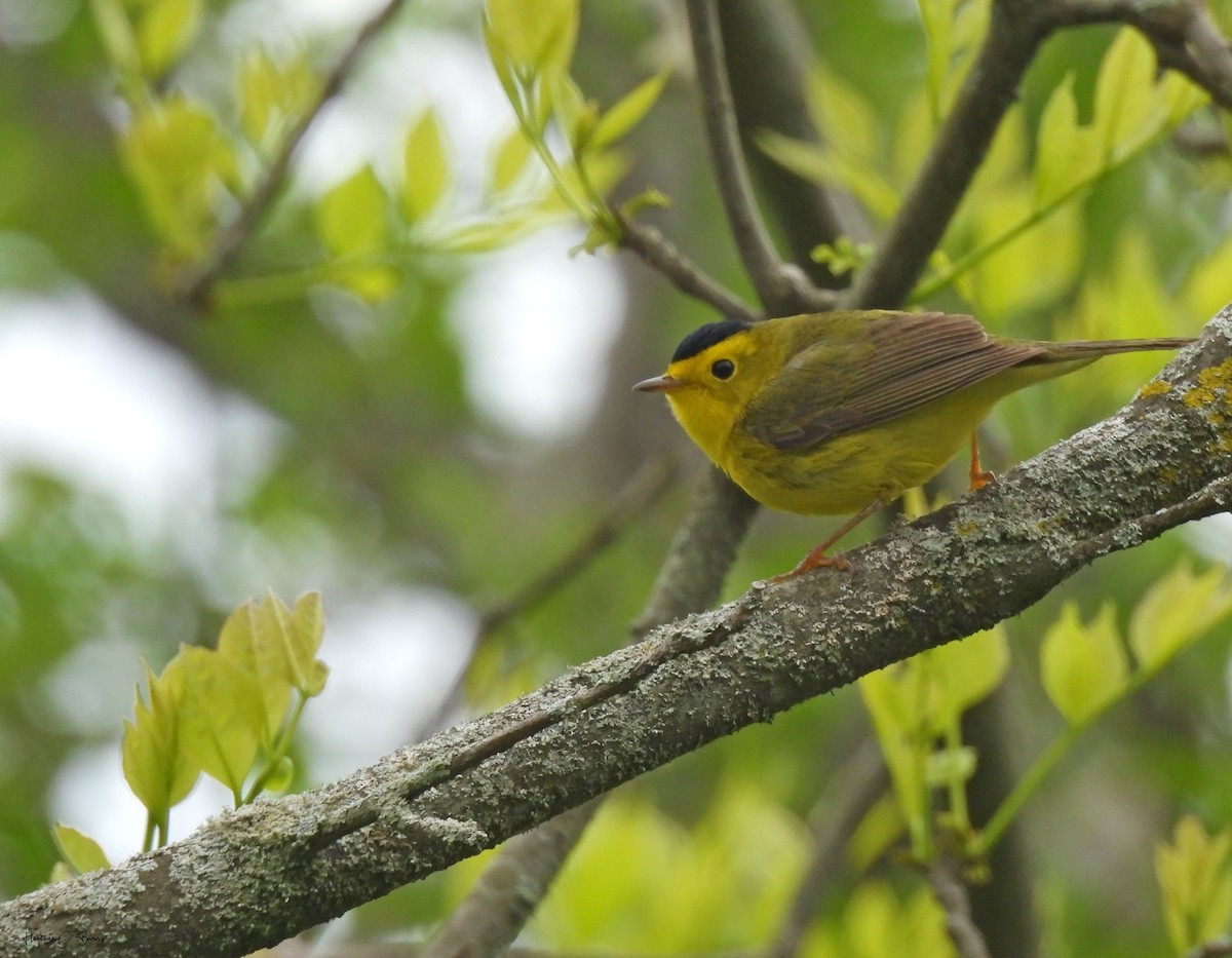 Wilson's Warbler - Heather Burns