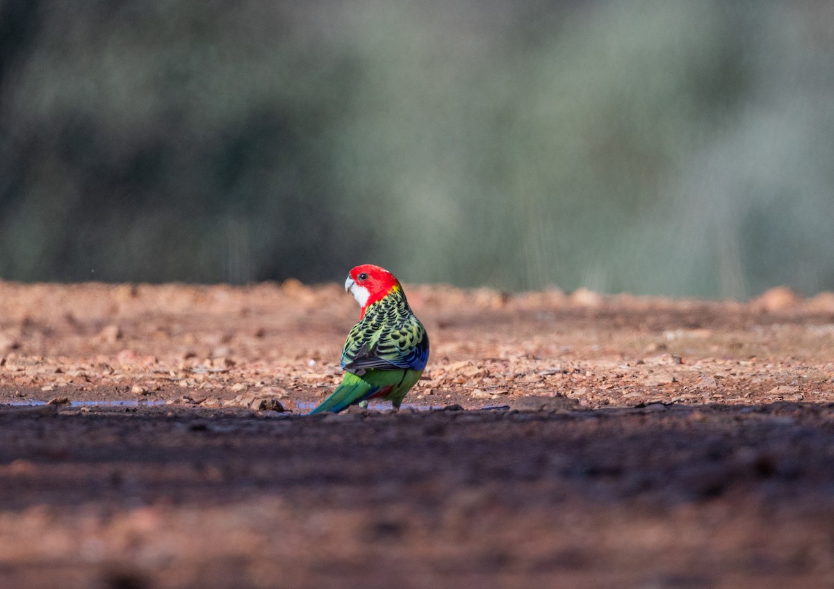 Eastern Rosella - Roy Burgess