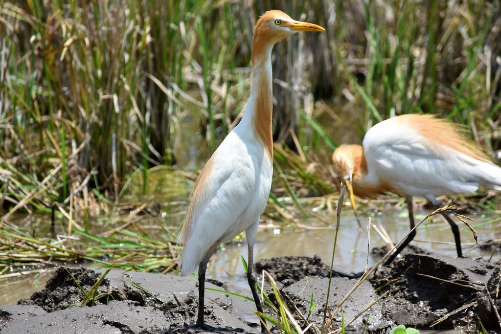 Eastern Cattle Egret - Jorge Juan Rueda