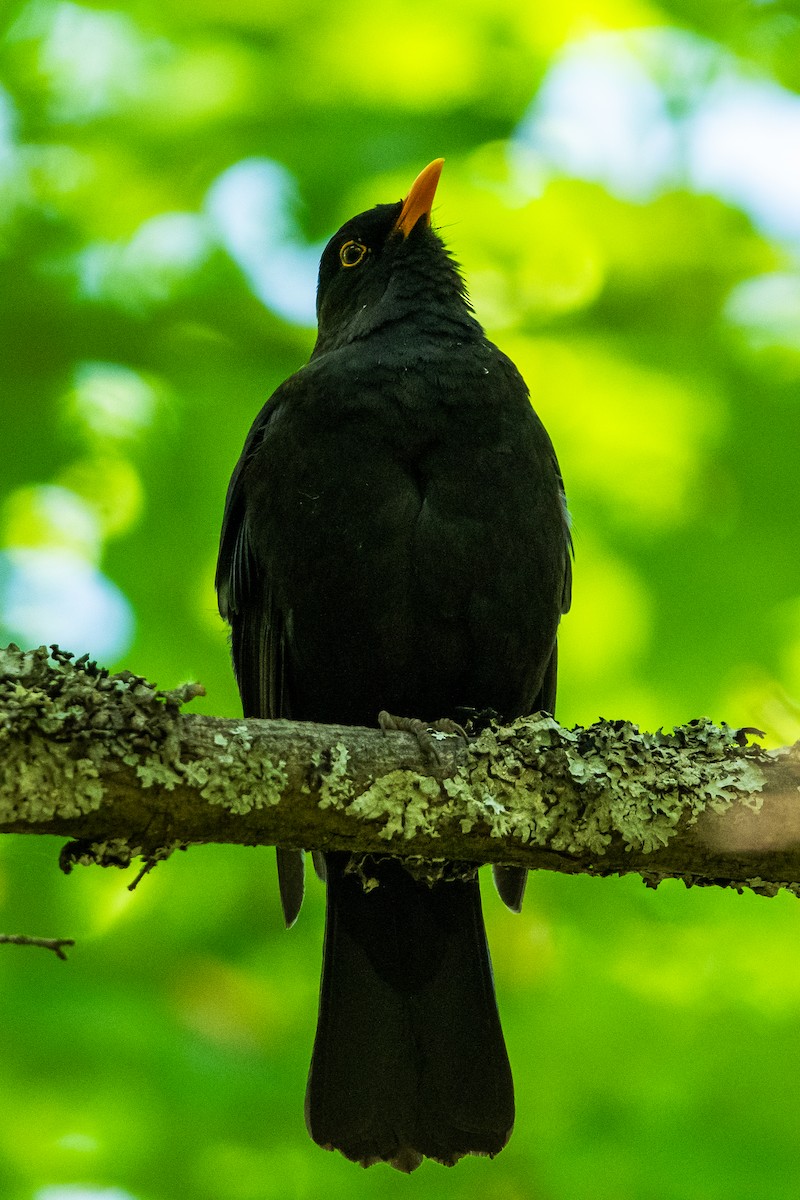 Eurasian Blackbird - Jemelee Alvear