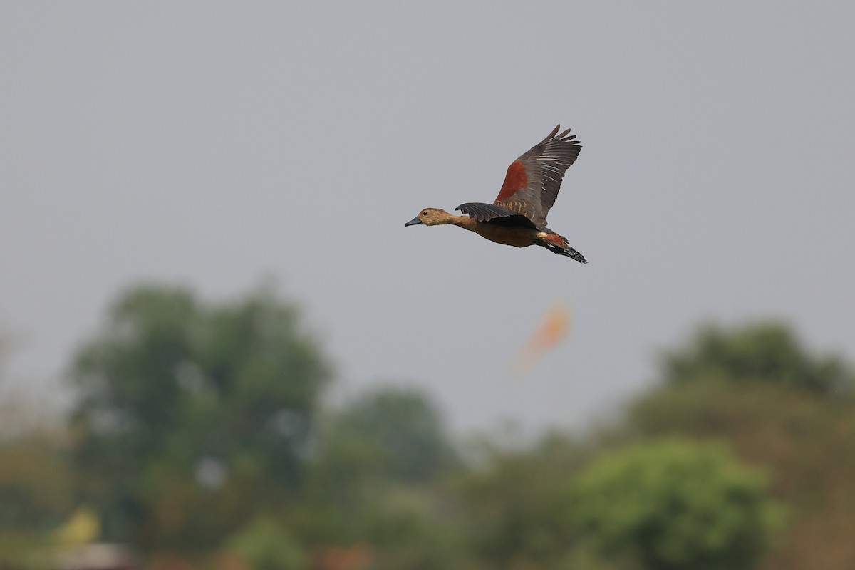 Lesser Whistling-Duck - Abhishek Shroti