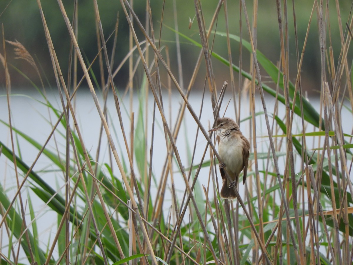 Great Reed Warbler - Miroslav Mareš