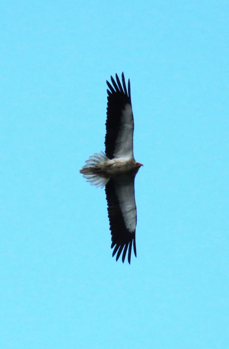 Egyptian Vulture - Carmelo de Dios