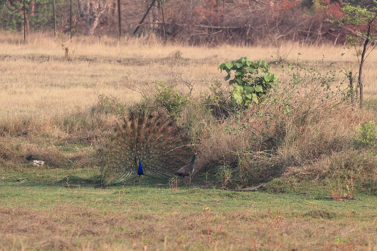 Indian Peafowl - Abhishek Shroti