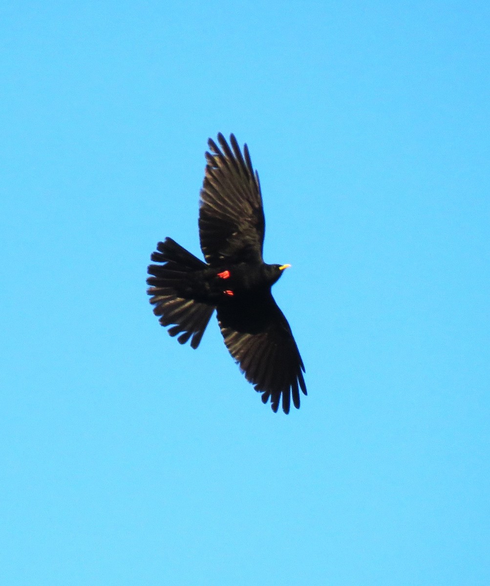 Yellow-billed Chough - Carmelo de Dios