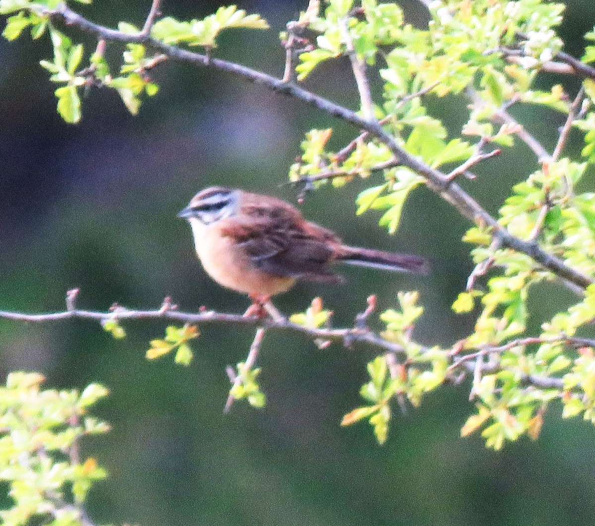 Rock Bunting - Carmelo de Dios