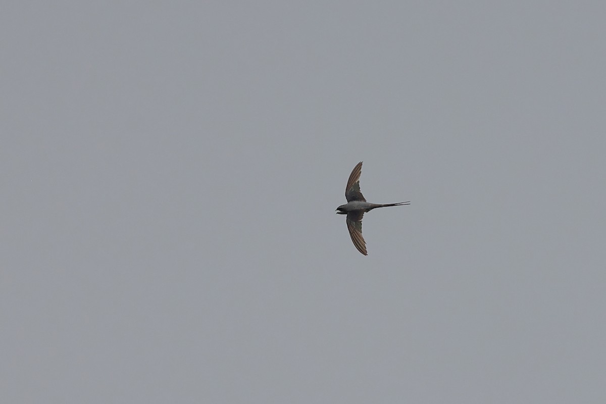 Crested Treeswift - Abhishek Shroti