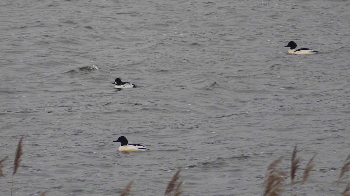 Common Merganser - Jan-Rune Ericson