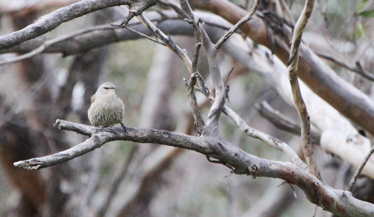 Brown Treecreeper - Mel Mitchell