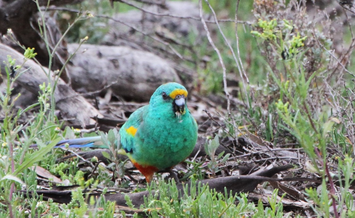 Mulga Parrot - Mel Mitchell