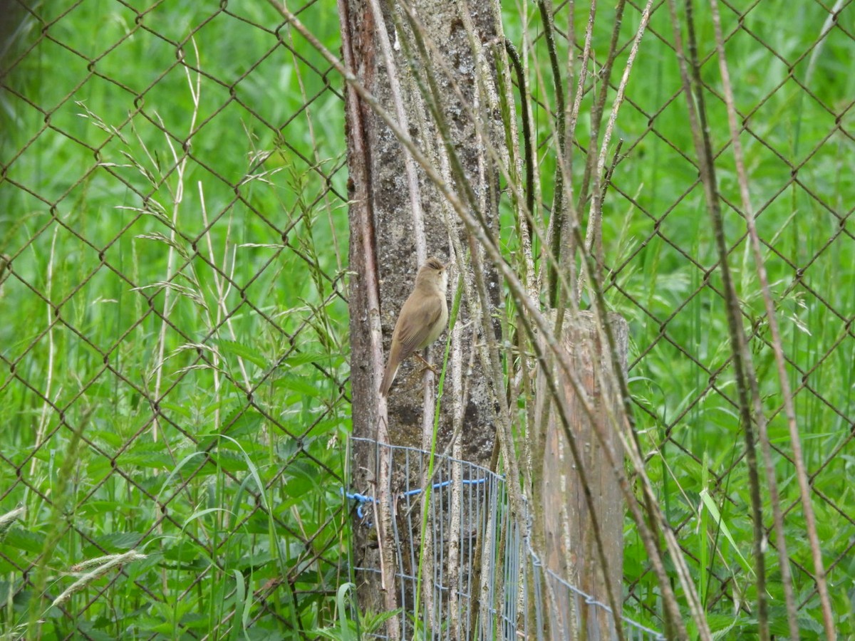 Marsh Warbler - Anja Kahl