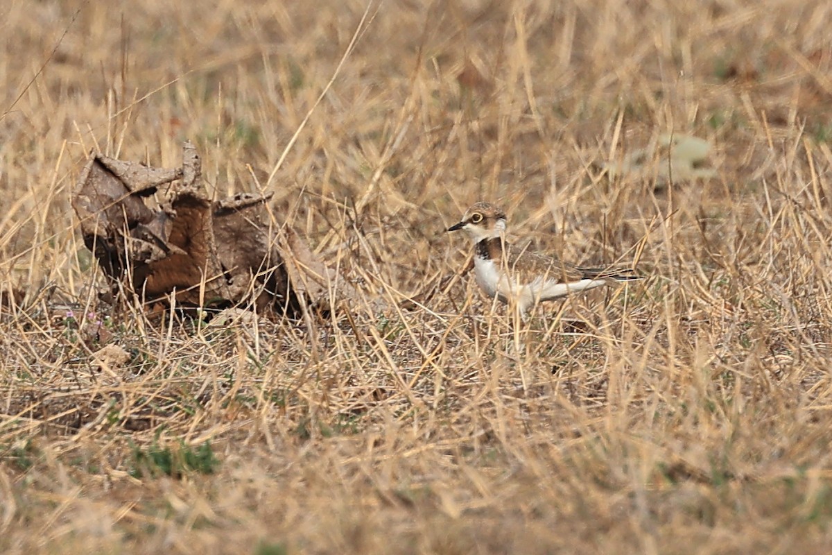 Little Ringed Plover - Abhishek Shroti