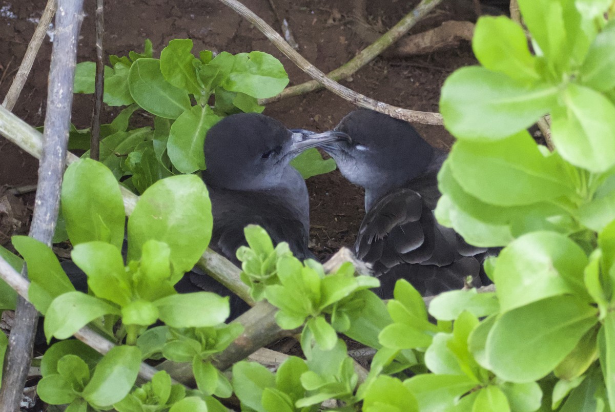 Wedge-tailed Shearwater - Keane Sammon